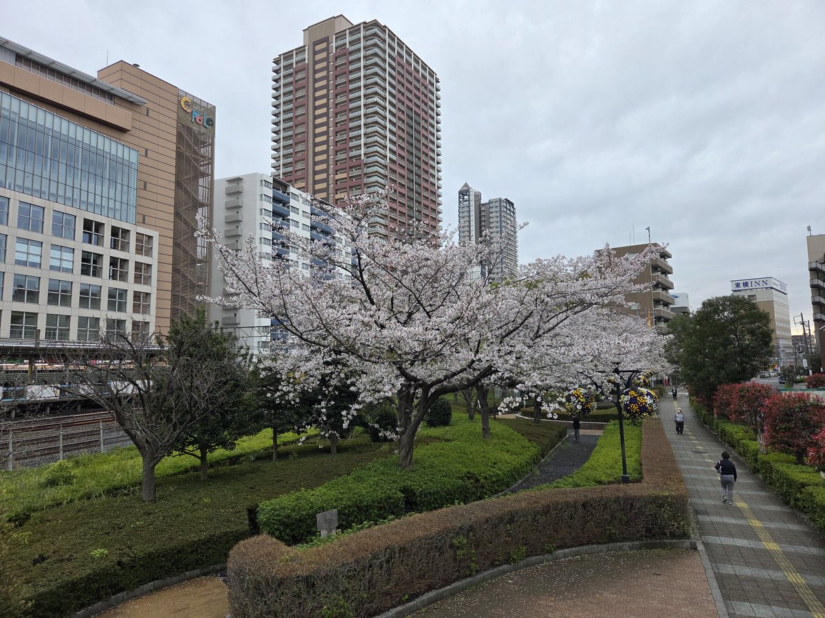 ＪＪテラダ@サナよりのオルペン tweet media