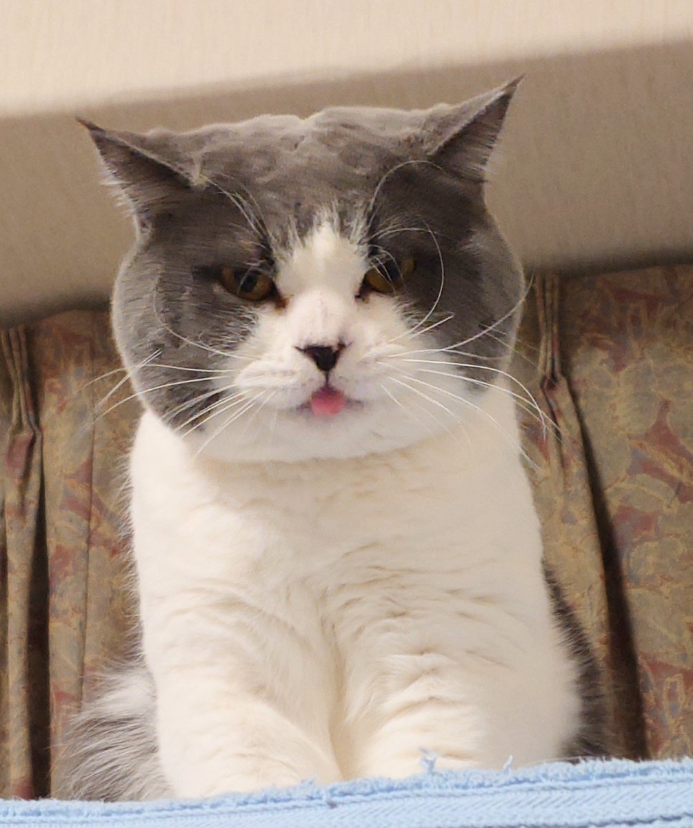 沙門 BIKE垢?@ぱんとも tweet media