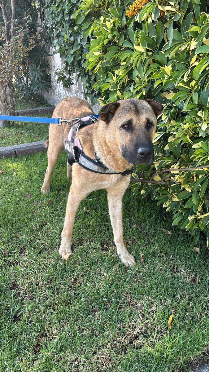 VeroCanales's tweet photo. Holi

Vengo a pedirles su RT para que Gomero encuentre casa

Es un perro sociable con la gente (incluido niños). Puede convivir con hembras sin problema.
Hoy está en un hogar temporal, y necesita cariño y paseos.

Es un perro bacan. Hoy un grupo de vecinos se encarga de cuidarlo. https://t.co/OH7Iyahq5B
