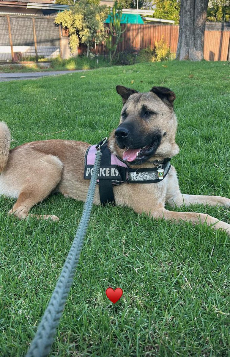 VeroCanales's tweet photo. Holi

Vengo a pedirles su RT para que Gomero encuentre casa

Es un perro sociable con la gente (incluido niños). Puede convivir con hembras sin problema.
Hoy está en un hogar temporal, y necesita cariño y paseos.

Es un perro bacan. Hoy un grupo de vecinos se encarga de cuidarlo. https://t.co/OH7Iyahq5B