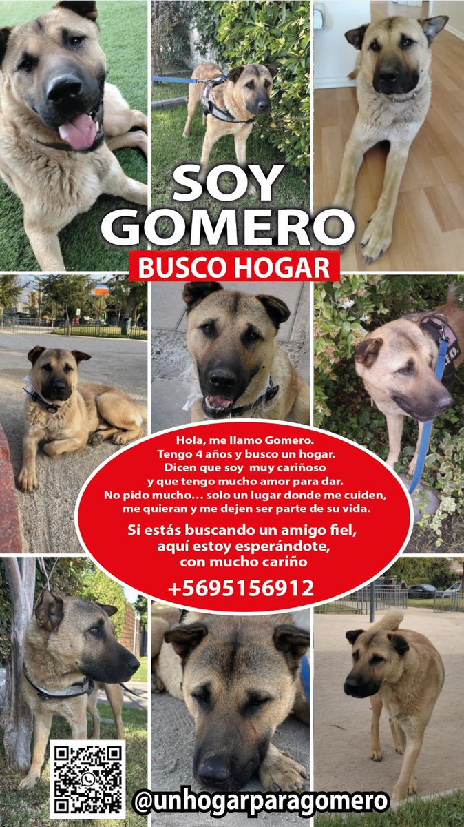 VeroCanales's tweet photo. Holi

Vengo a pedirles su RT para que Gomero encuentre casa

Es un perro sociable con la gente (incluido niños). Puede convivir con hembras sin problema.
Hoy está en un hogar temporal, y necesita cariño y paseos.

Es un perro bacan. Hoy un grupo de vecinos se encarga de cuidarlo. https://t.co/OH7Iyahq5B