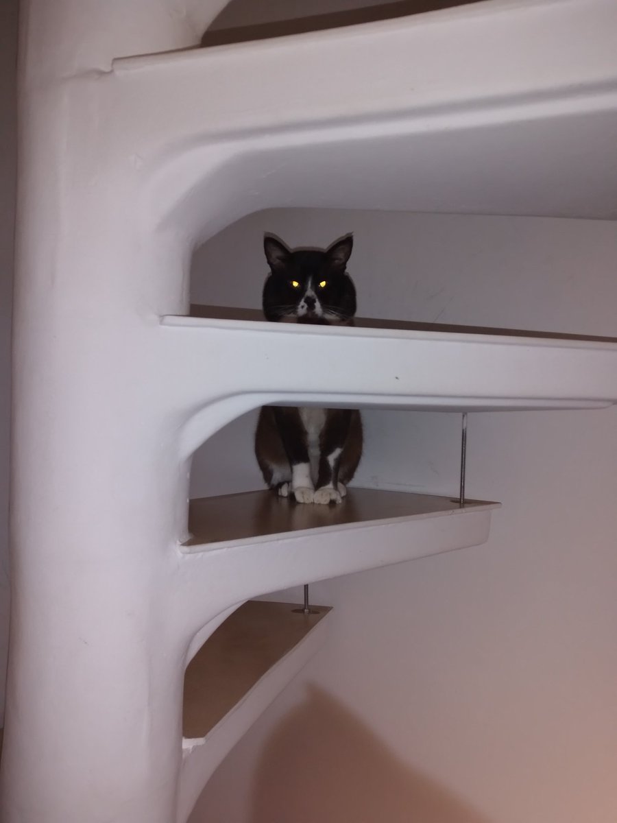 Jamile Chahine tweet media