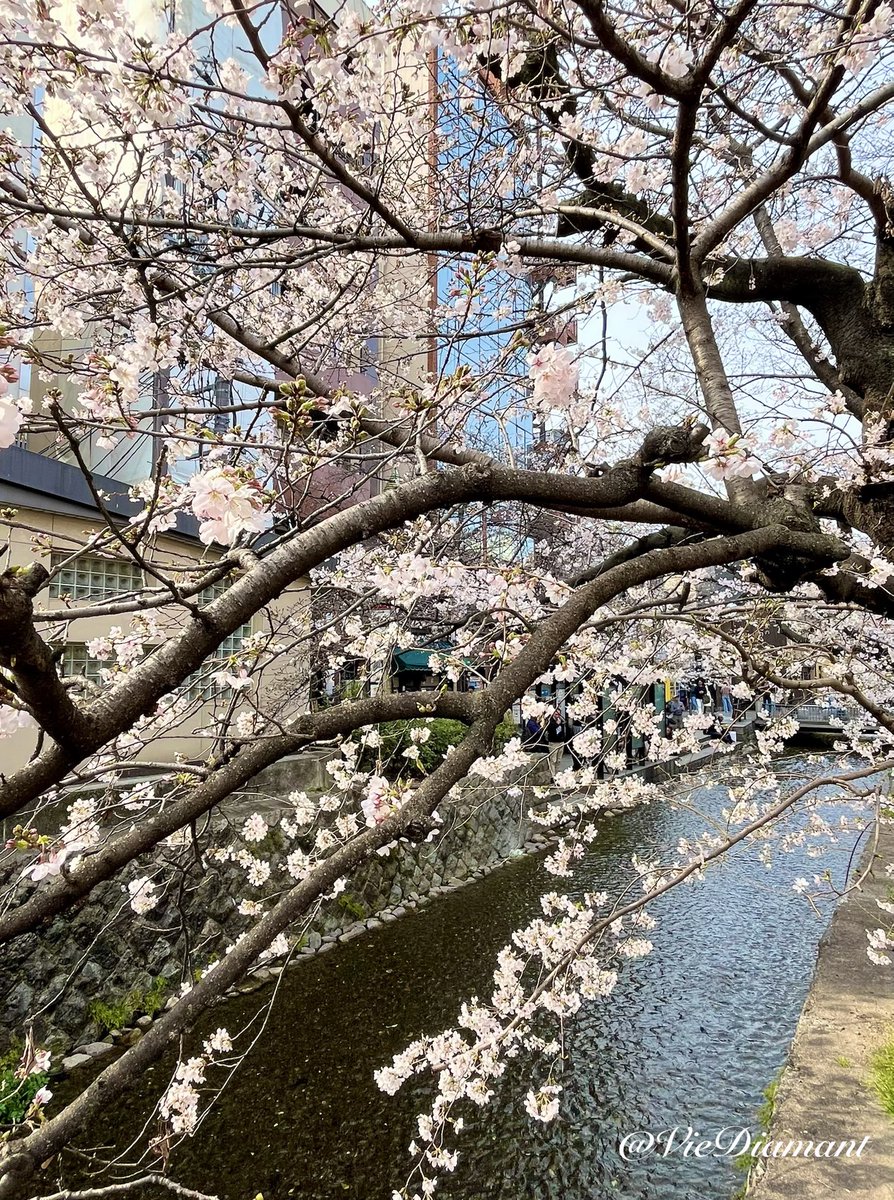 ♦︎♢°̥ Diamant (ディア)♢♦︎°̥࿐♦︎ tweet media