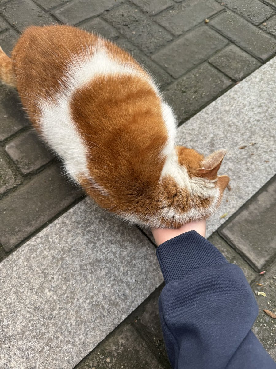 ldysania's tweet photo. 楼下的橘开始掉毛了 https://t.co/UNbJ6vfB2u