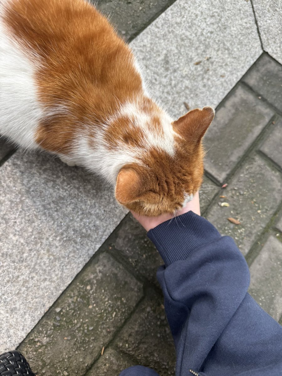 ldysania's tweet photo. 楼下的橘开始掉毛了 https://t.co/UNbJ6vfB2u