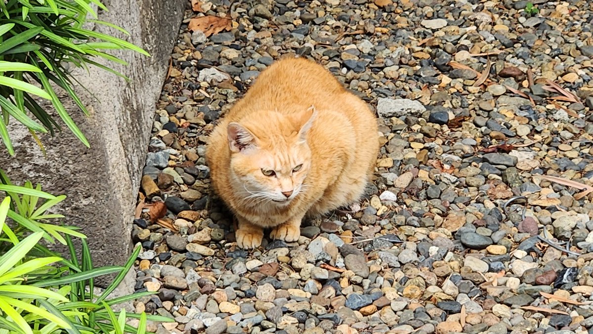 スナック　サクセス tweet media