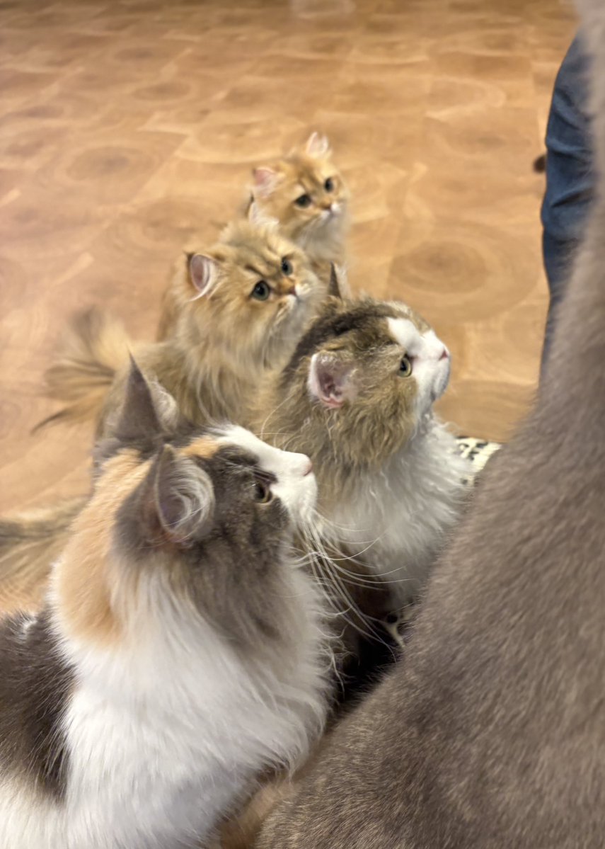 📱キットカット💻【公式】 tweet media