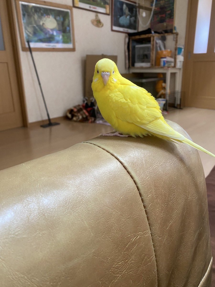 中村鳳大 tweet media