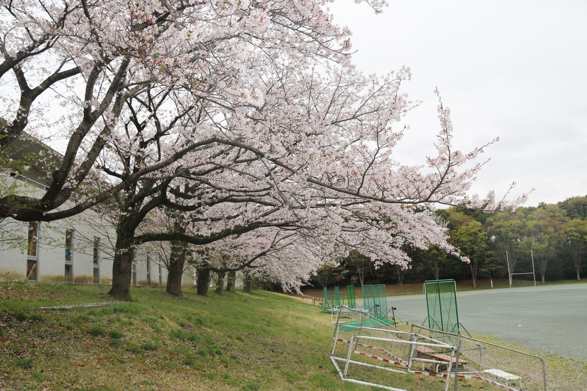 慶應義塾大学湘南藤沢キャンパス tweet media