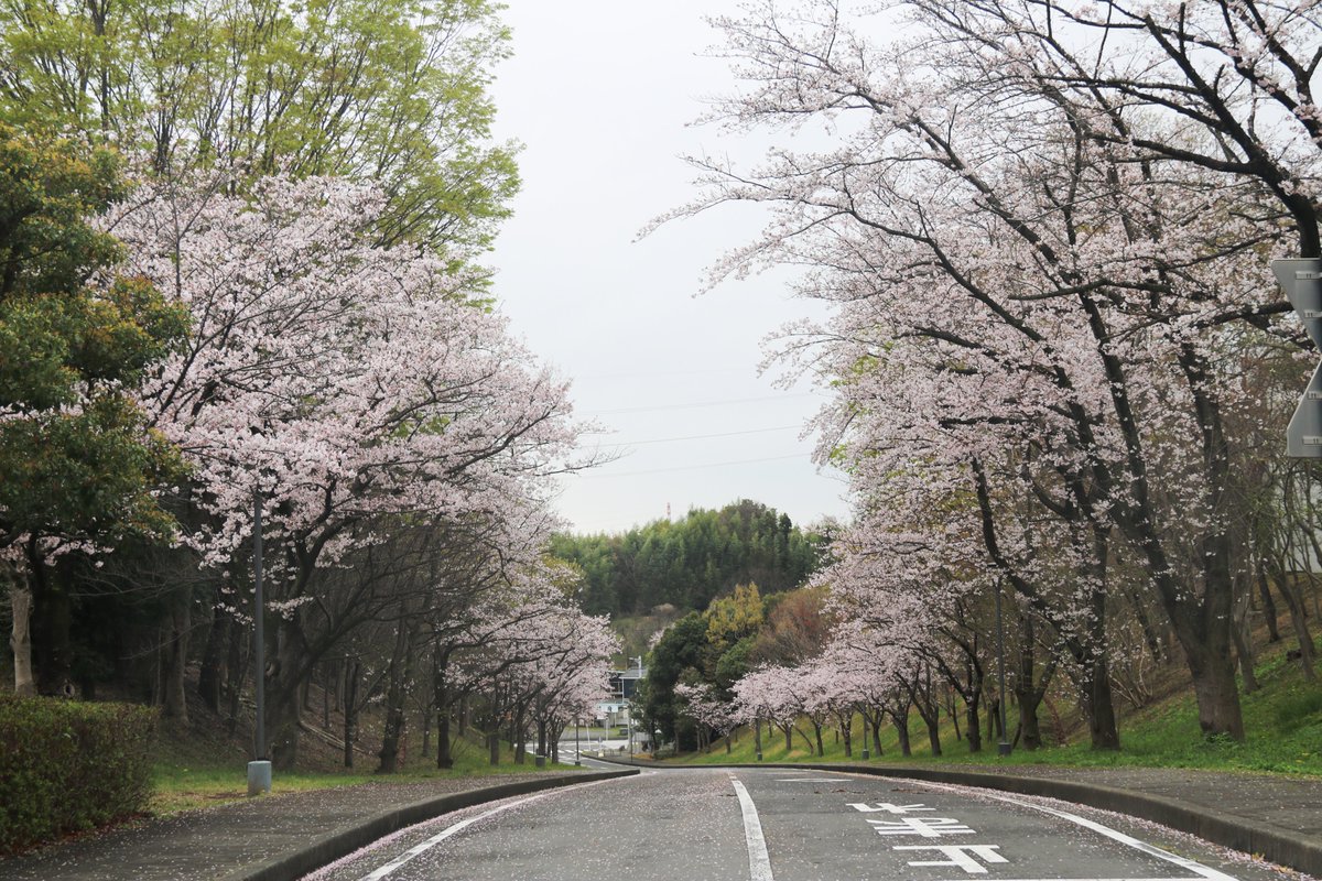 慶應義塾大学湘南藤沢キャンパス tweet media