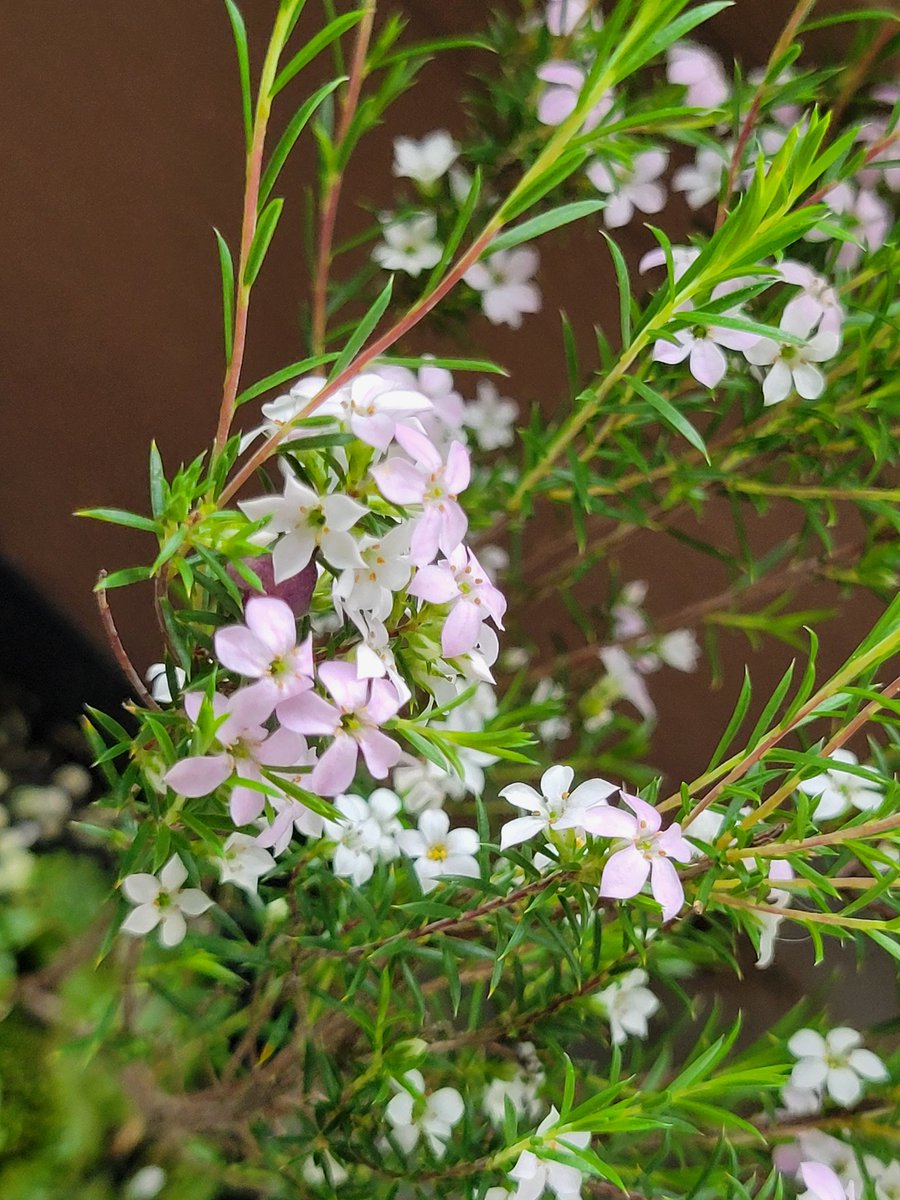 チーコ迷夢🐌何時もありがと🍀 tweet media