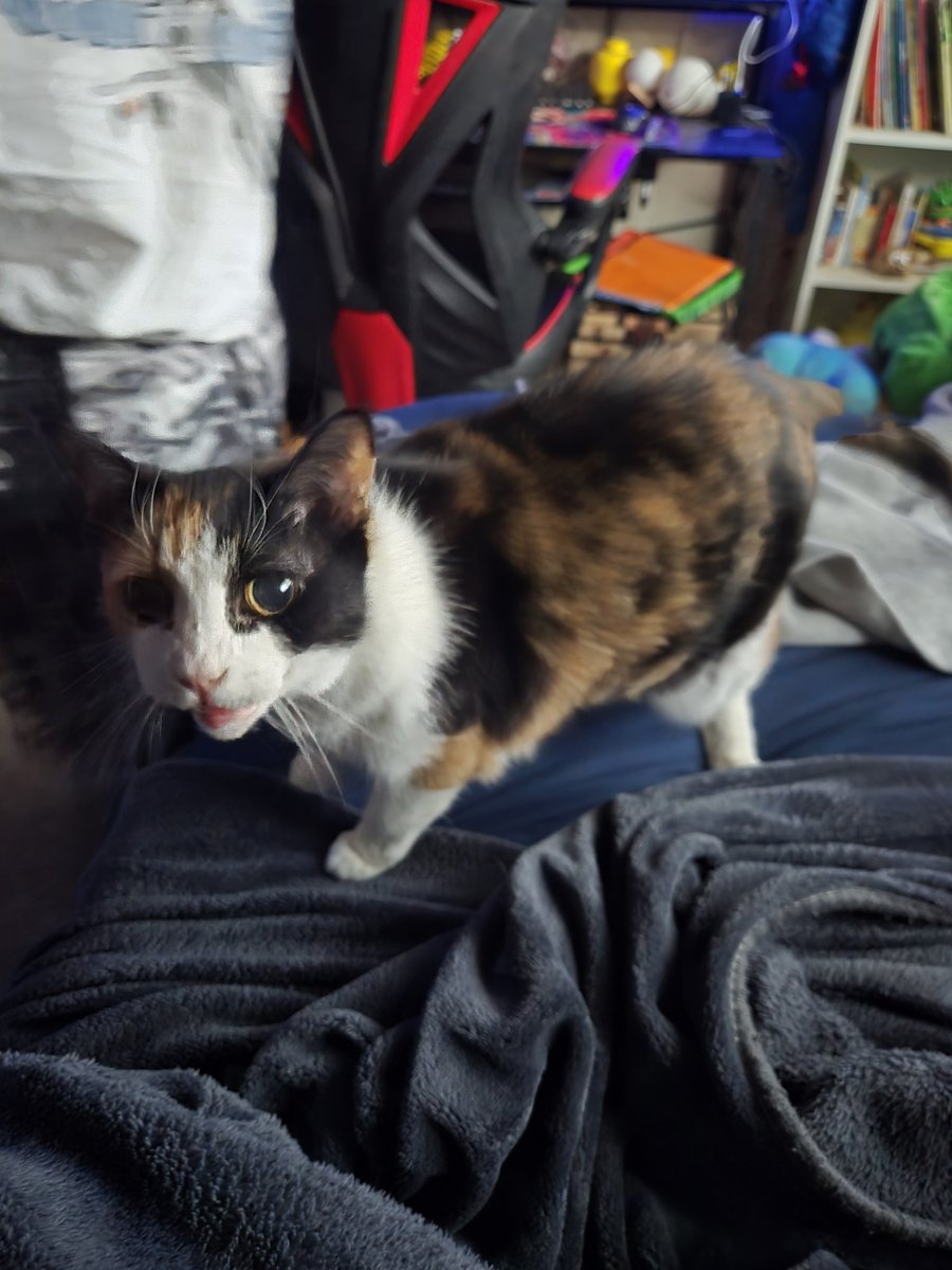 KD2009's tweet photo. @totomaru_hanmi My cats Samantha, Pistol, Snickers, and Pufferfish https://t.co/cSL8SQXnE4