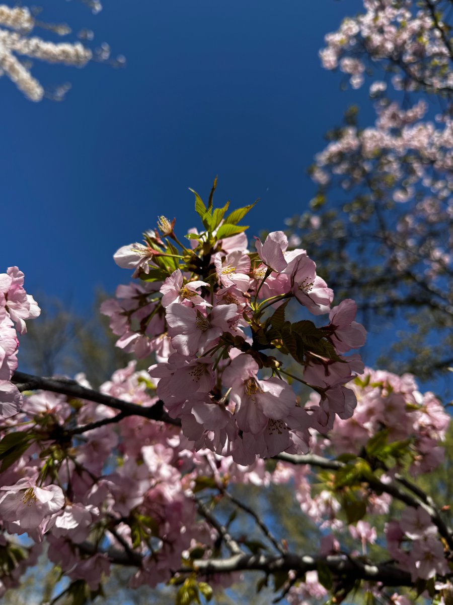 CMC_DC's tweet photo. On Sabbath, March 28, members and friends of CMC enjoyed a memorable trip to see the cherry blossoms in Washington, DC. The day was sunny and cool, and the blossoms in full bloom made it all worthwhile. Thank you to Jose Luis &amp; Monica Gonzalez for organizing and leading the trip! https://t.co/tjs79Ti2tH