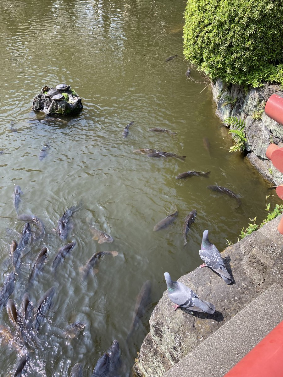 のんびり散歩 tweet media