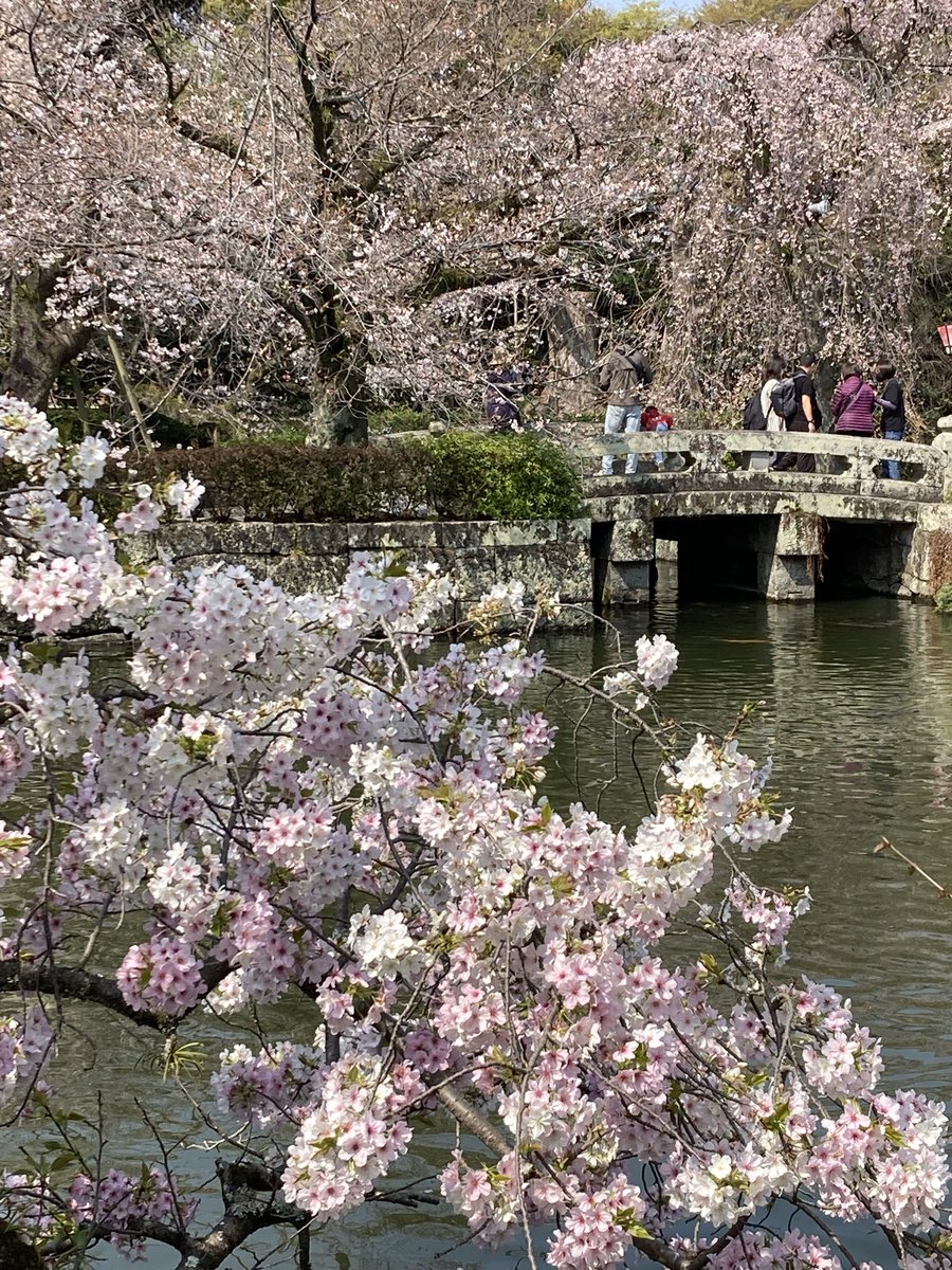 のんびり散歩 tweet media