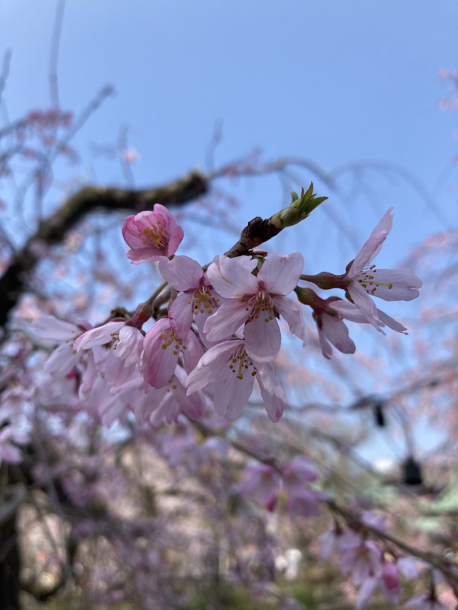 のんびり散歩 tweet media