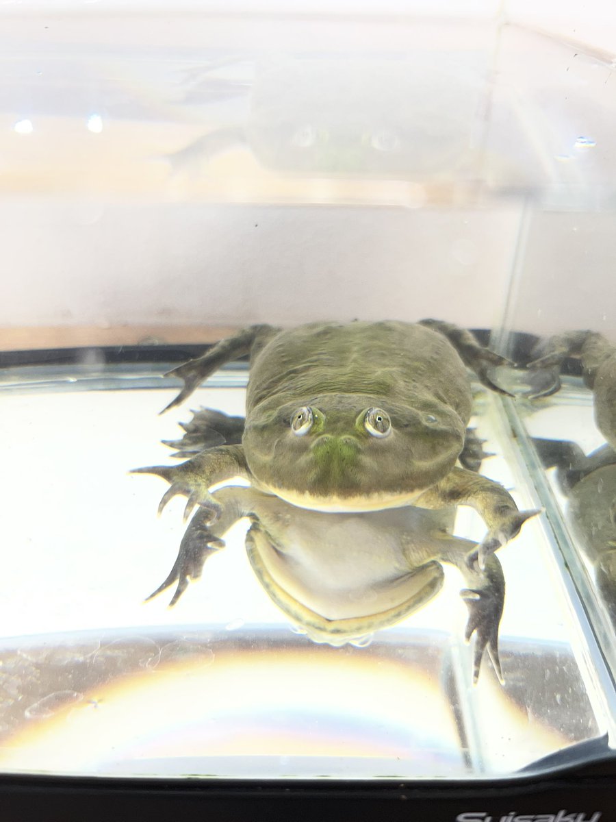 深谷爬虫類館 tweet media