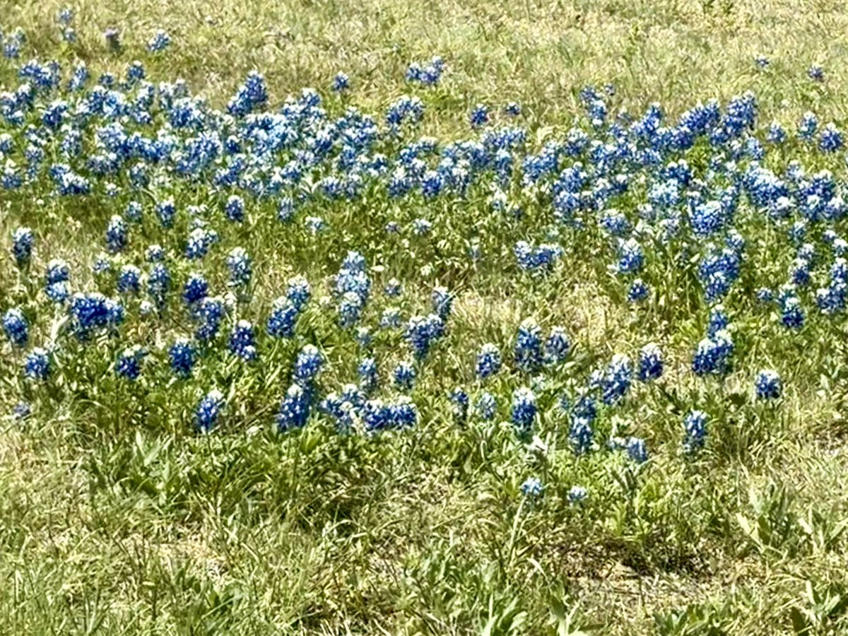 The bluebonnet is the state flower of Texas. They grow wild and they are everywhere. I lived in Utah for 40+ years and never once saw a sego lily. 😅