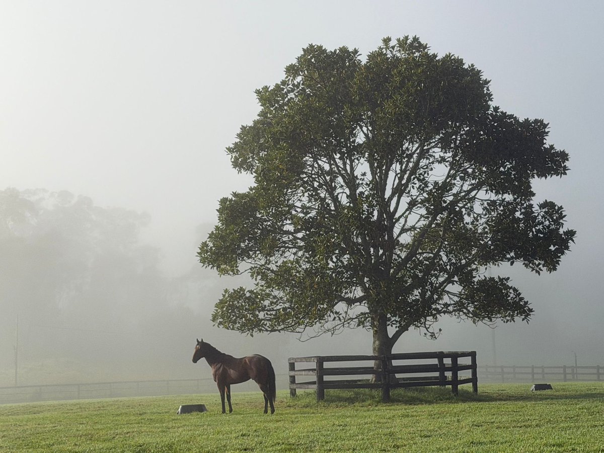 Tom Magnier Coolmore tweet media