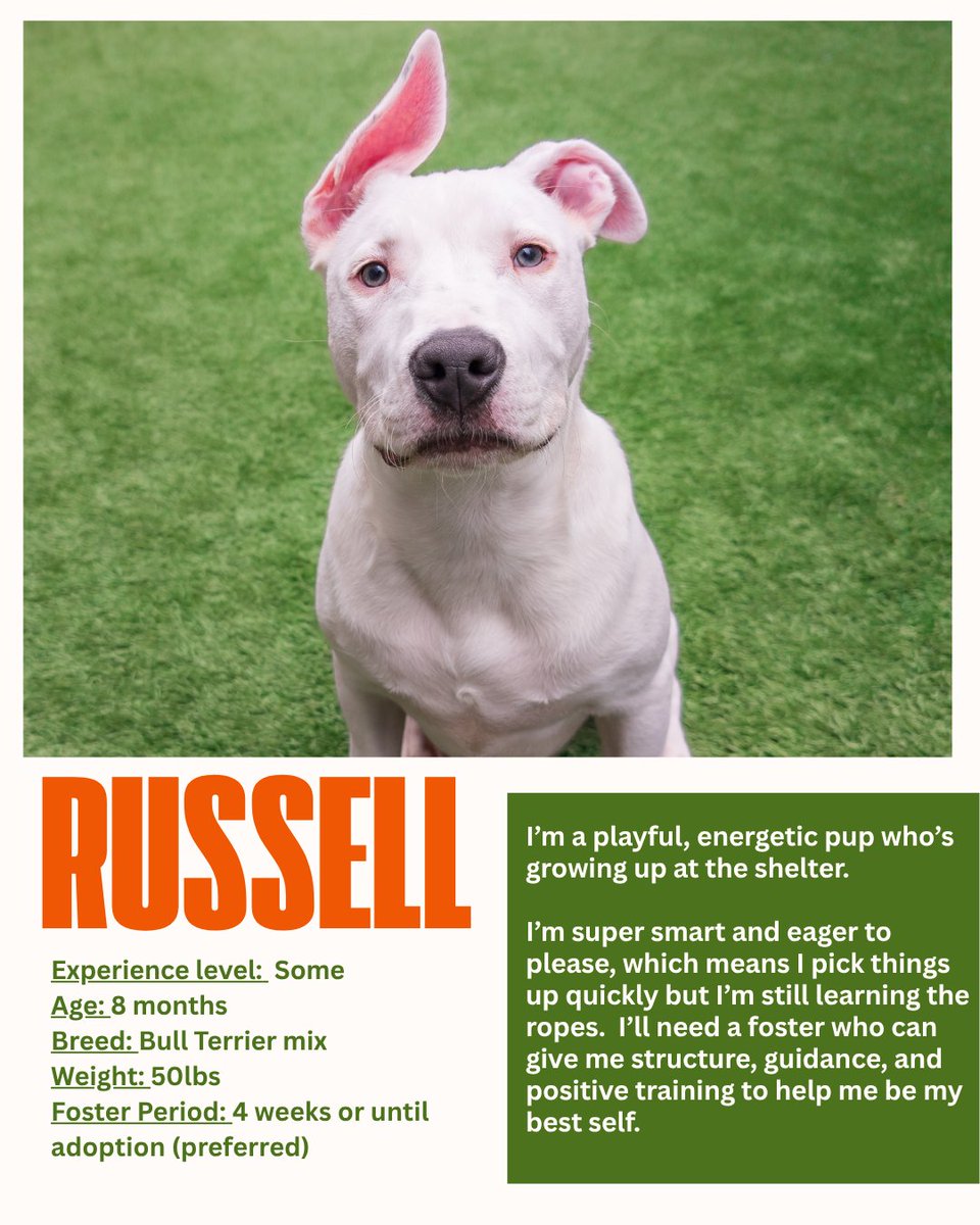 PHS/SPCA tweet media