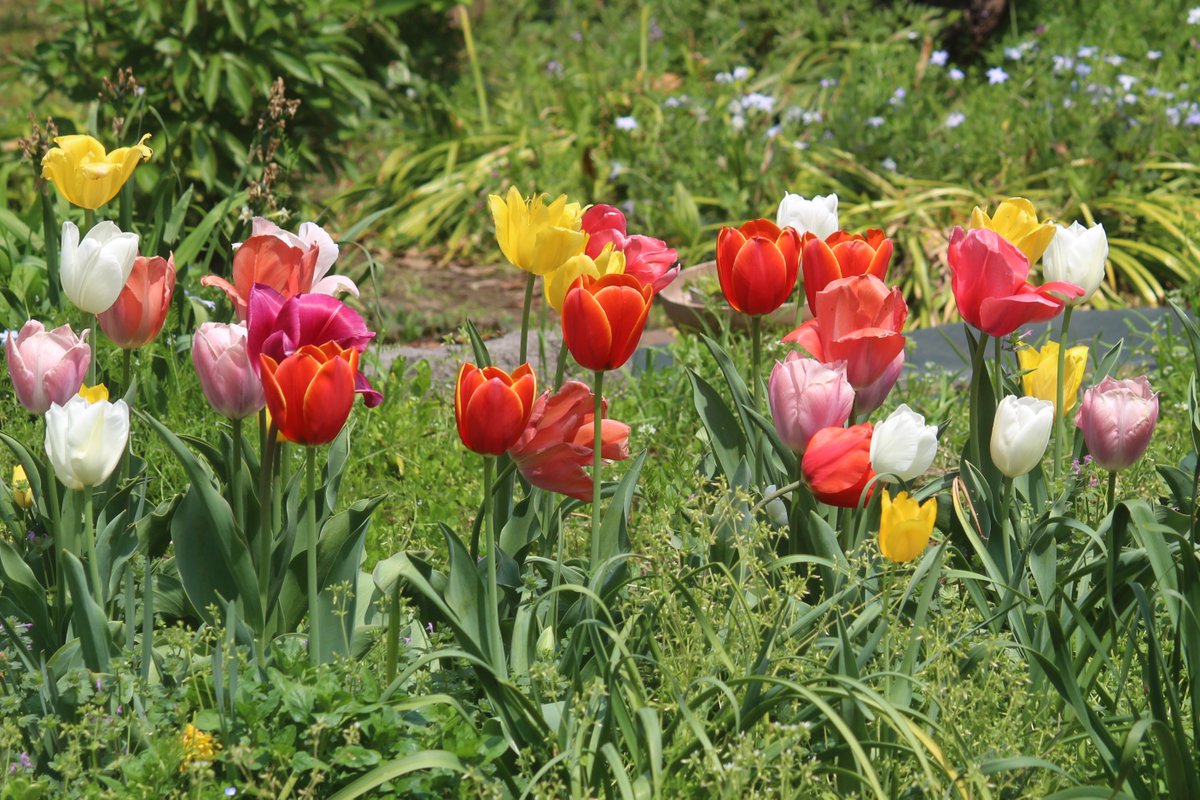 建　茂 tweet media