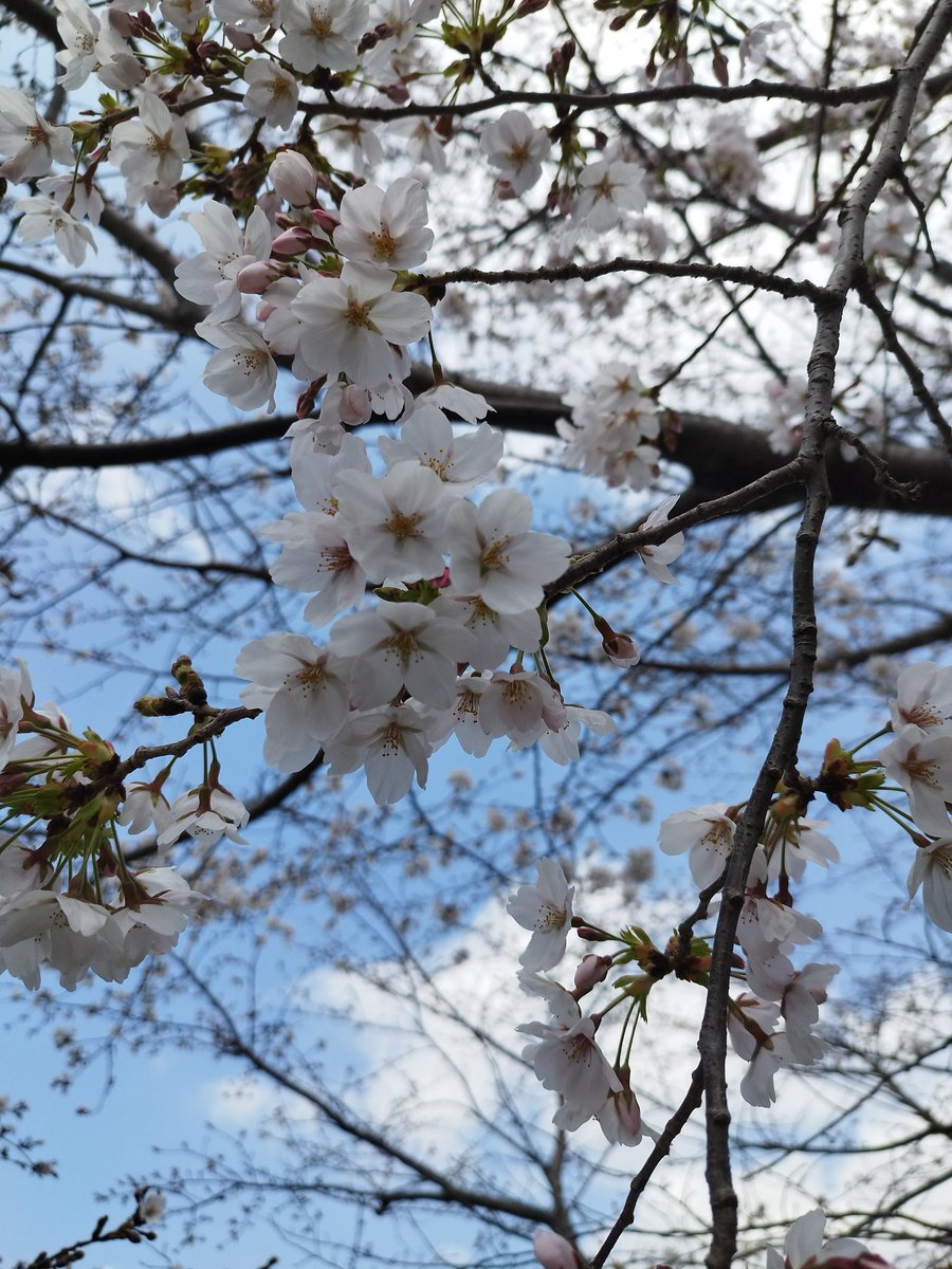 ゆいらすかる tweet media