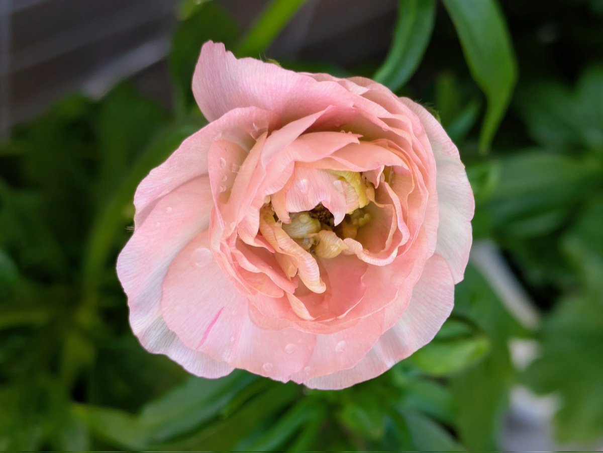 ももしょうえん🌸 tweet media