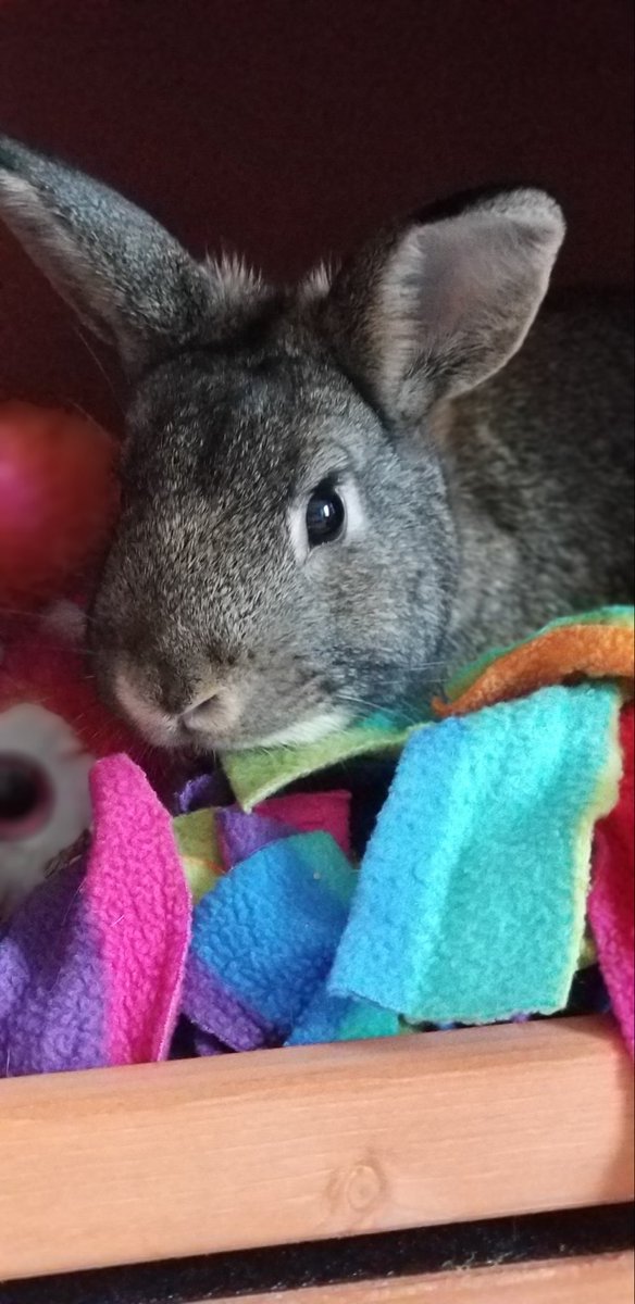 ✨DeityMomo✨🔜 FWA tweet media