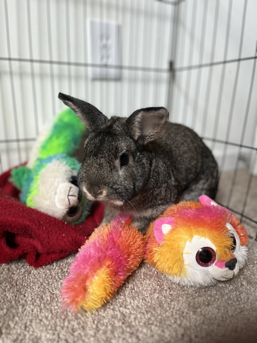 ✨DeityMomo✨🔜 FWA tweet media