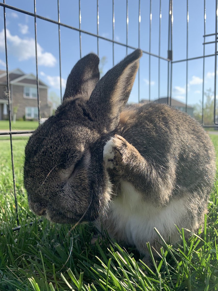 ✨DeityMomo✨🔜 FWA tweet media