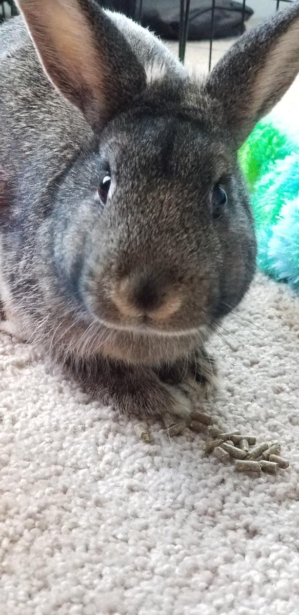 ✨DeityMomo✨🔜 FWA tweet media