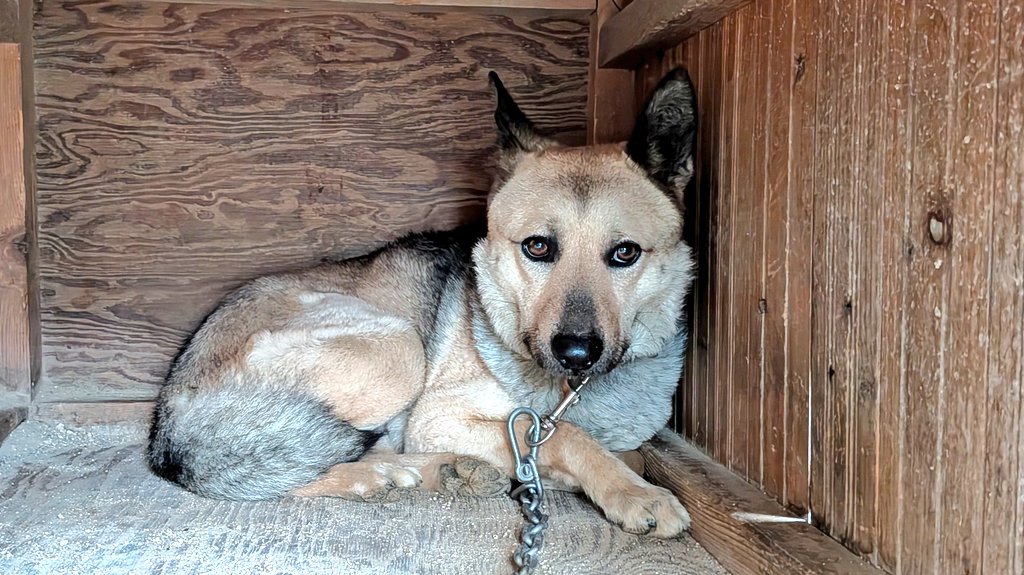 乳母車の弥七 tweet media