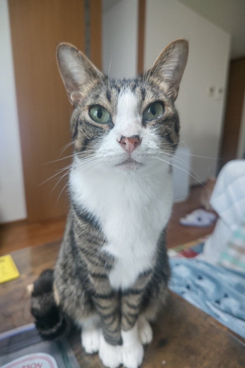 よしのぶ@COT興味ある人はDMくださいな😊 tweet media