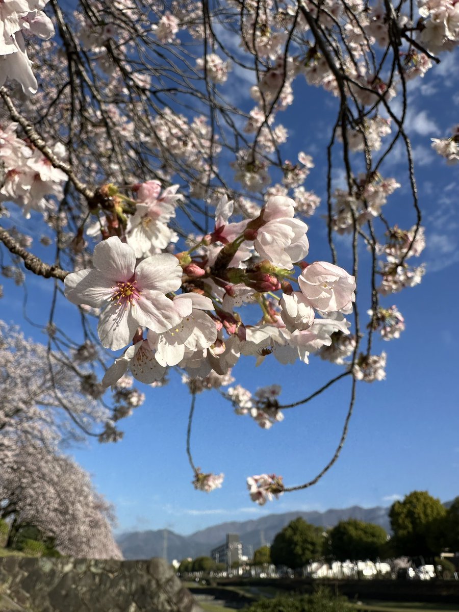 ばしょく おもたん_4/18丹沢ボッカチャレンジ（タイムアタック） tweet media