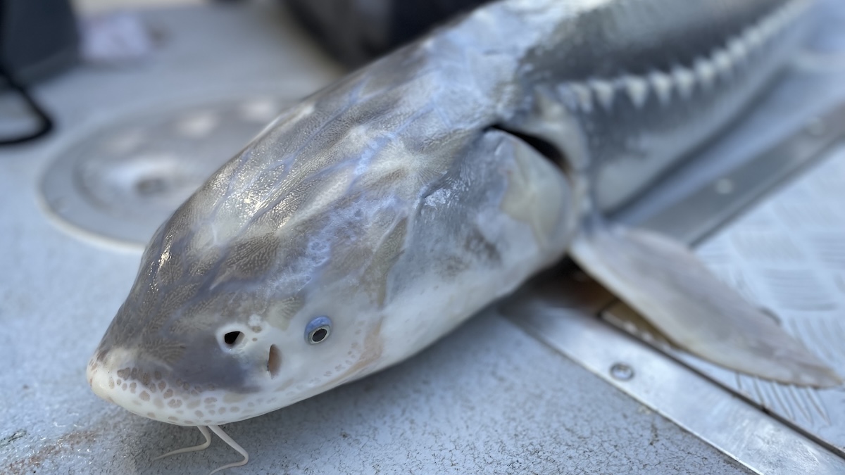 UCDavisWater's tweet photo. "Where the sturgeon go: how age-related differences in habitat use shape exposure of white sturgeon to population risks," by Jon Walter @ecojaw, Gabriel Singer, Scott Colborne, Andrew Rypel @andrewrypel, and Erin Tracy. https://t.co/JL1LV9G4Oe https://t.co/Z0deibhdGa