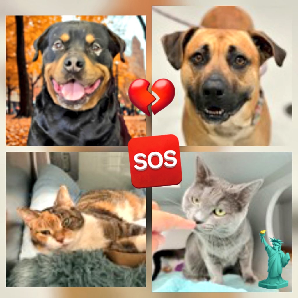 🌻Samson Cat🐱 tweet media