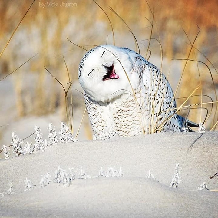 Owl Every Day tweet media