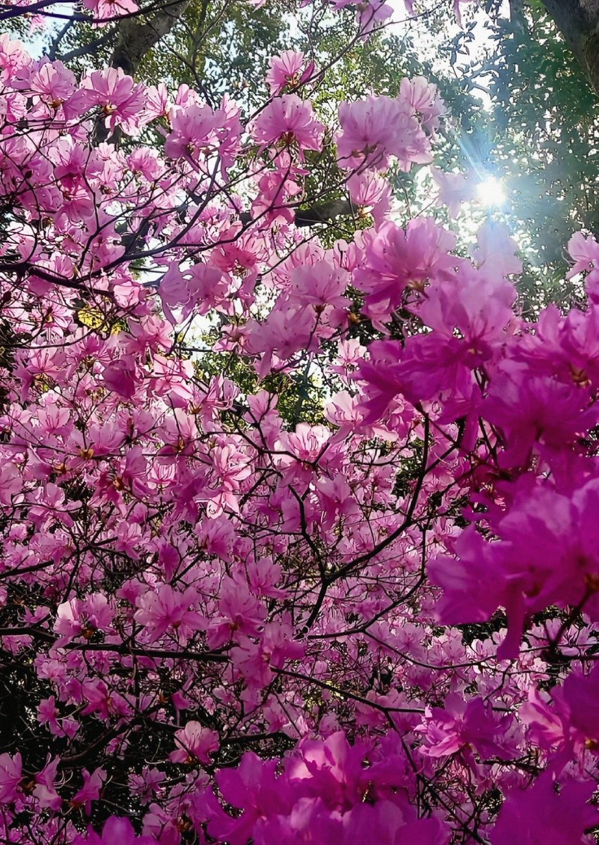 日暮し tweet media