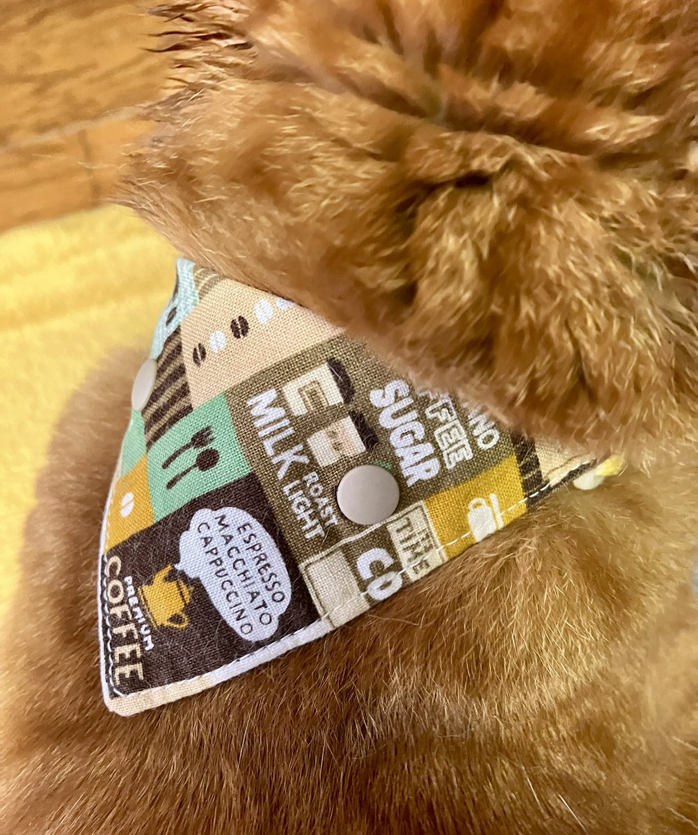 みわぶ♫ tweet media