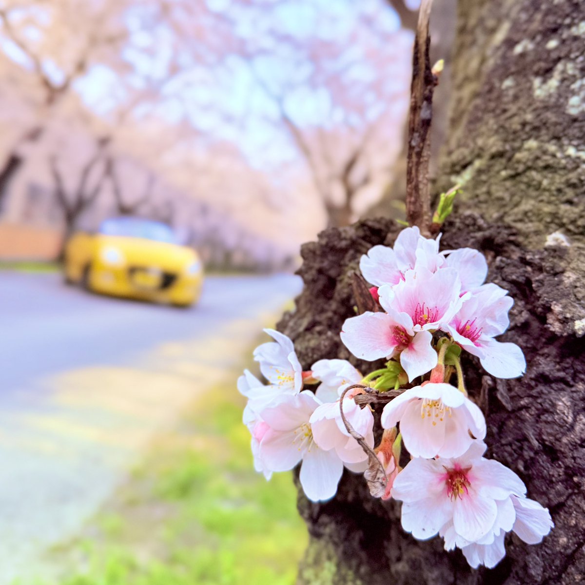 ぺこん🐤 tweet media