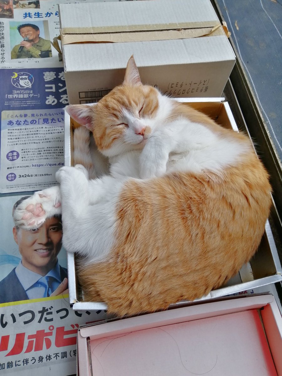 にくきゅう tweet media