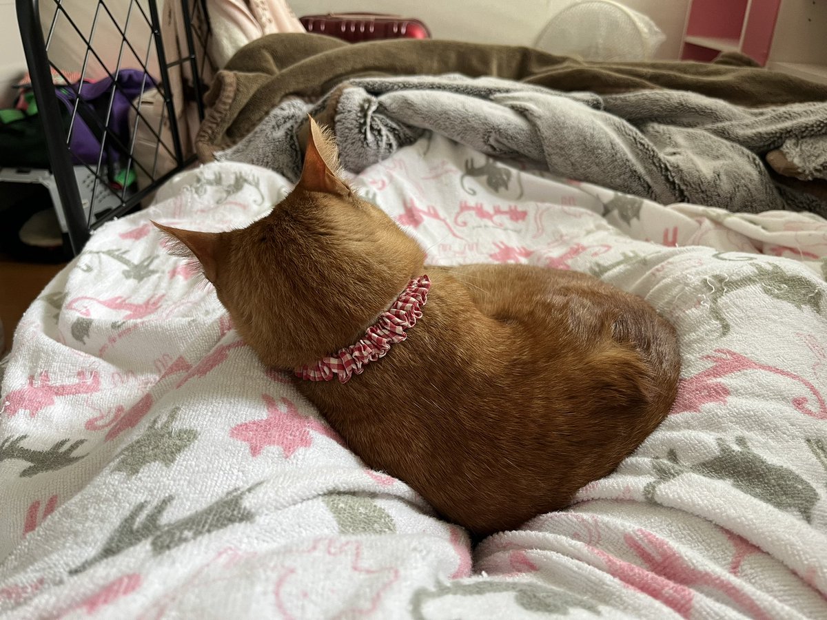 かめこ@rebel250 tweet media