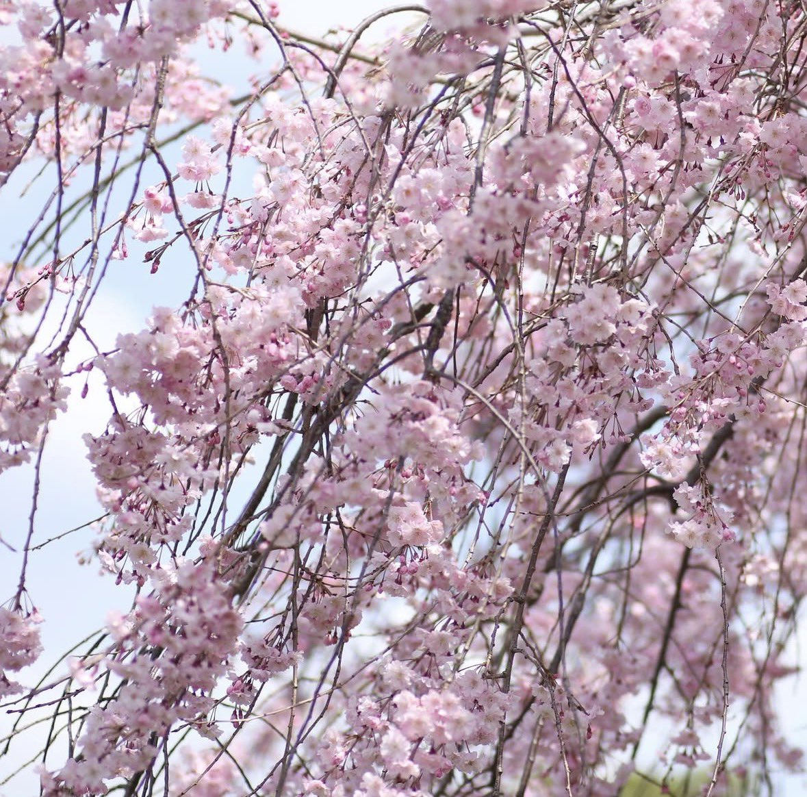 yuki2 🍀𓂃𓈒𓏸·͜· tweet media