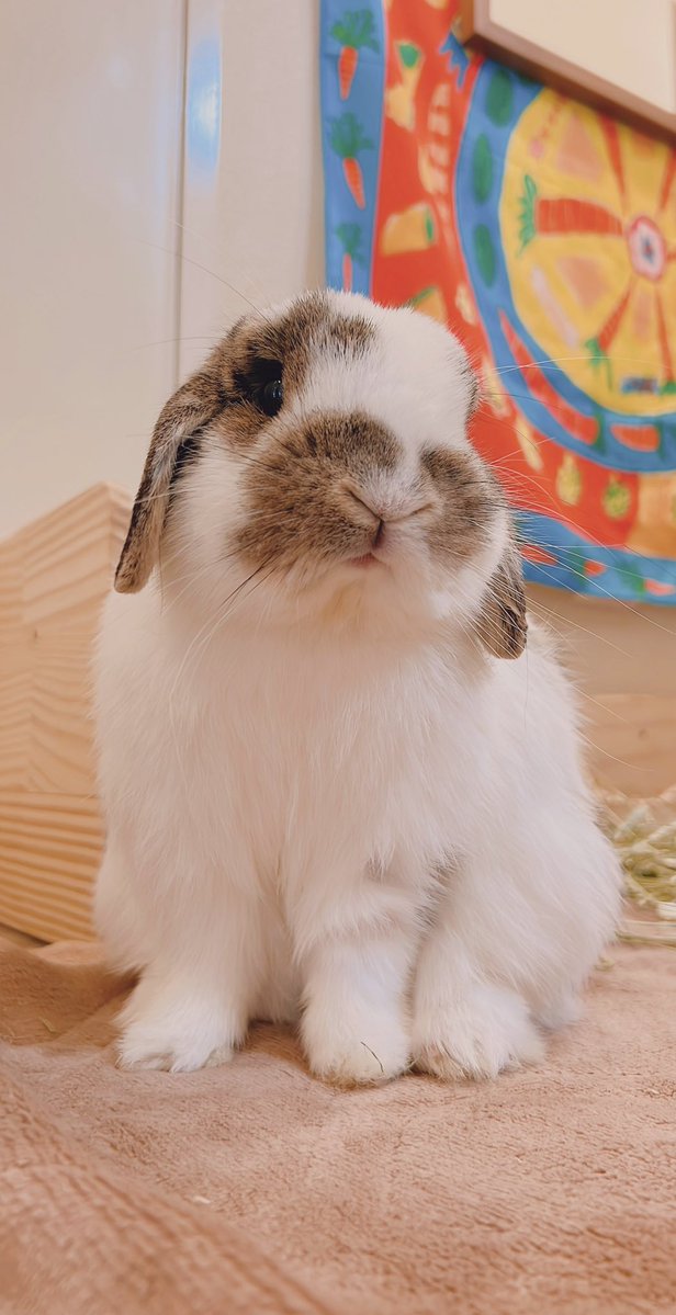 うさぎのうさじ tweet media