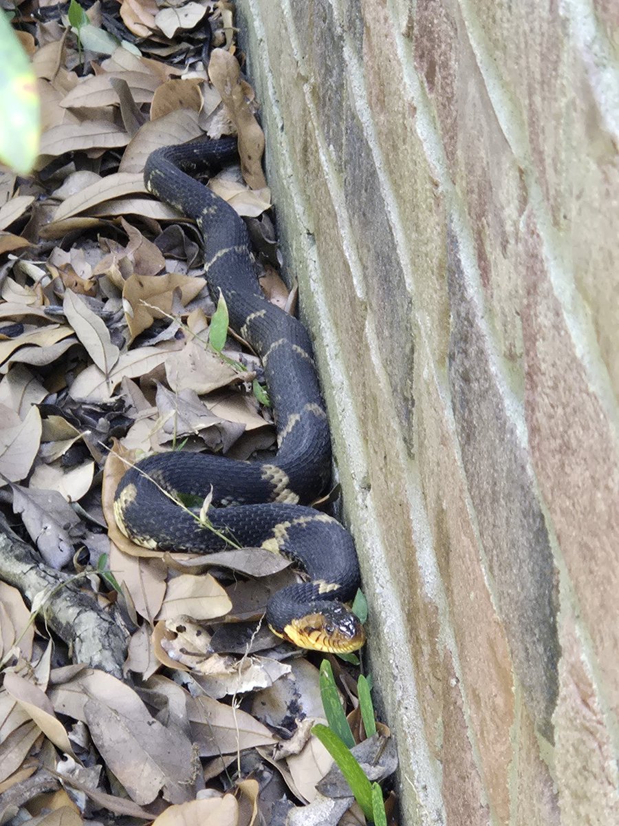 Kyle Beckley tweet media