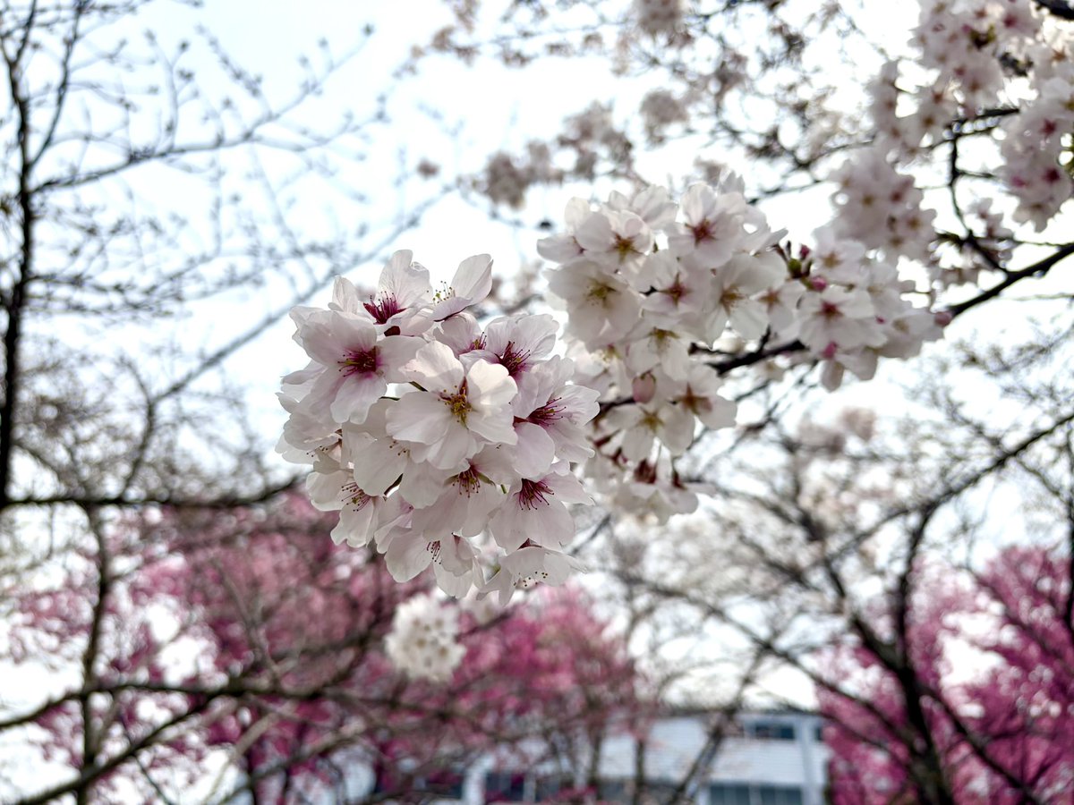 _fuka_0802's tweet photo. 新年度の朝！
おはふかです！🌸

新しい生活が始まる方も、いつも通りの方も、マイペースに頑張って行きましょう〜！えいえいおー！！✊ https://t.co/m5UzR3p6OD