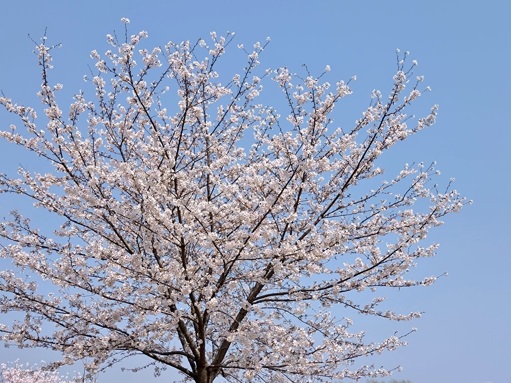 anzunago3's tweet photo. おはようございます

幸手権現堂に行ってきました
桜と菜の花
綺麗に咲いていて癒されました〜

#桜 #お花見 #幸手権現堂 https://t.co/gaAwuerY3d
