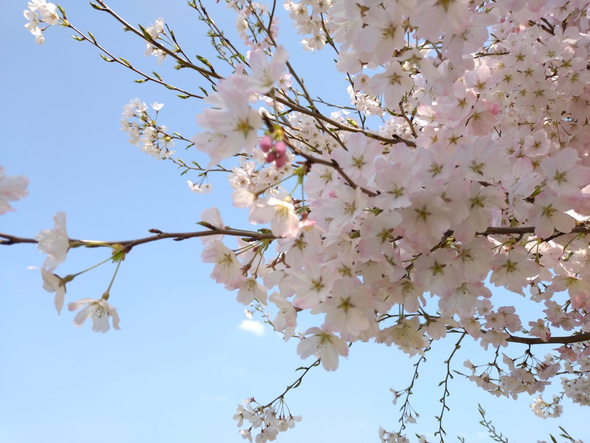 anzunago3's tweet photo. おはようございます

幸手権現堂に行ってきました
桜と菜の花
綺麗に咲いていて癒されました〜

#桜 #お花見 #幸手権現堂 https://t.co/gaAwuerY3d