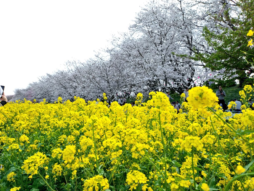 anzunago3's tweet photo. おはようございます

幸手権現堂に行ってきました
桜と菜の花
綺麗に咲いていて癒されました〜

#桜 #お花見 #幸手権現堂 https://t.co/gaAwuerY3d