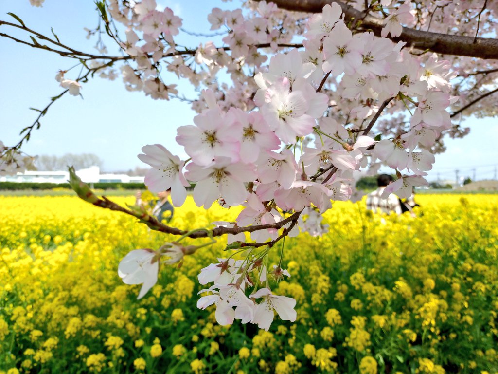 anzunago3's tweet photo. おはようございます

幸手権現堂に行ってきました
桜と菜の花
綺麗に咲いていて癒されました〜

#桜 #お花見 #幸手権現堂 https://t.co/gaAwuerY3d